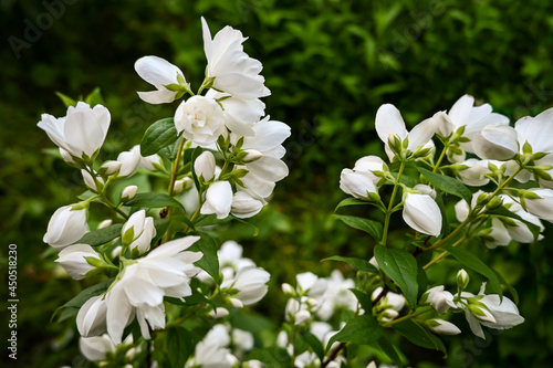 White flowers of Philadelphia.