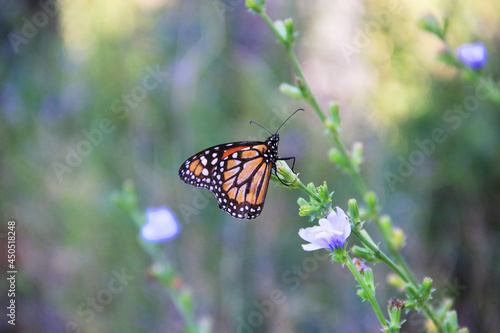 butterfly on flower © fotopica
