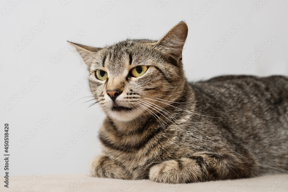 Portrait of a striped cat with a serious muzzle and a look expressing readiness to attack