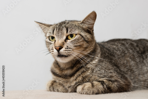 Portrait of a striped cat with a serious muzzle and a look expressing readiness to attack