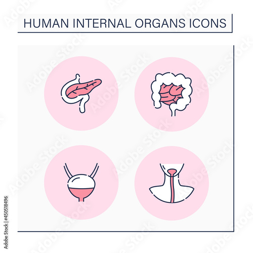Human internal organs color icons set. Gallbladder, intestines, pancreas and esophagus. Medical treatment.Health concept.Isolated vector illustration