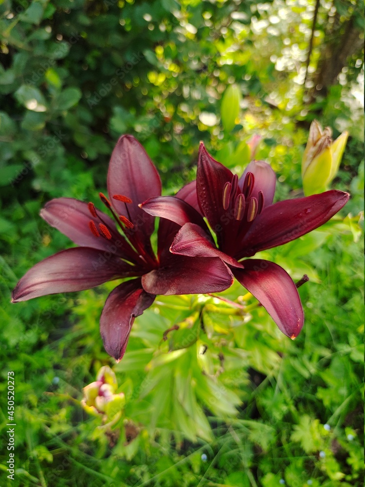 Fototapeta premium red and white lilies