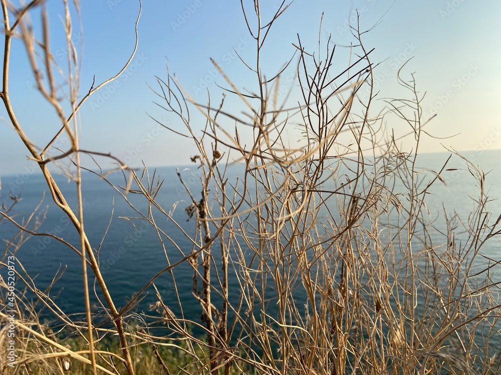 reeds on the sea reeds on the sea