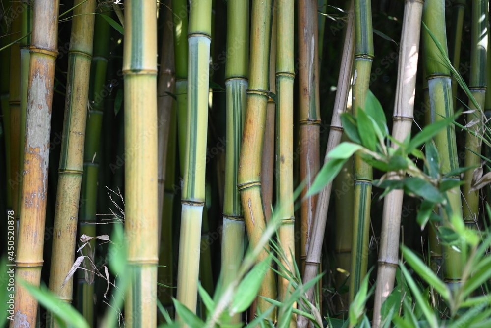 Fototapeta premium texture of Bamboo forest 