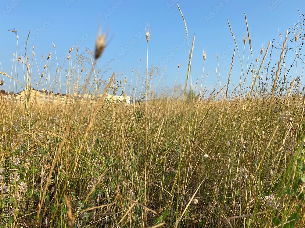 Obraz premium reed in the wind