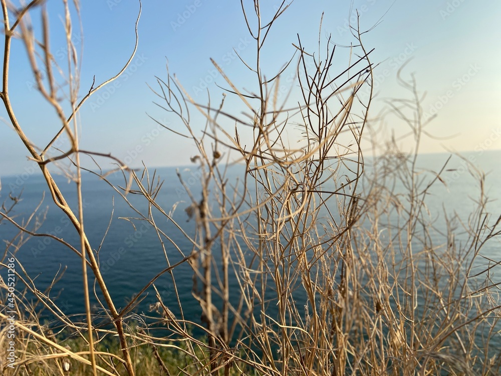 reeds on the sea reeds on the sea