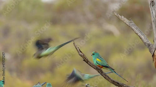 mulga parrots in a dead tree near a water trough at gluepot reserve in south australia