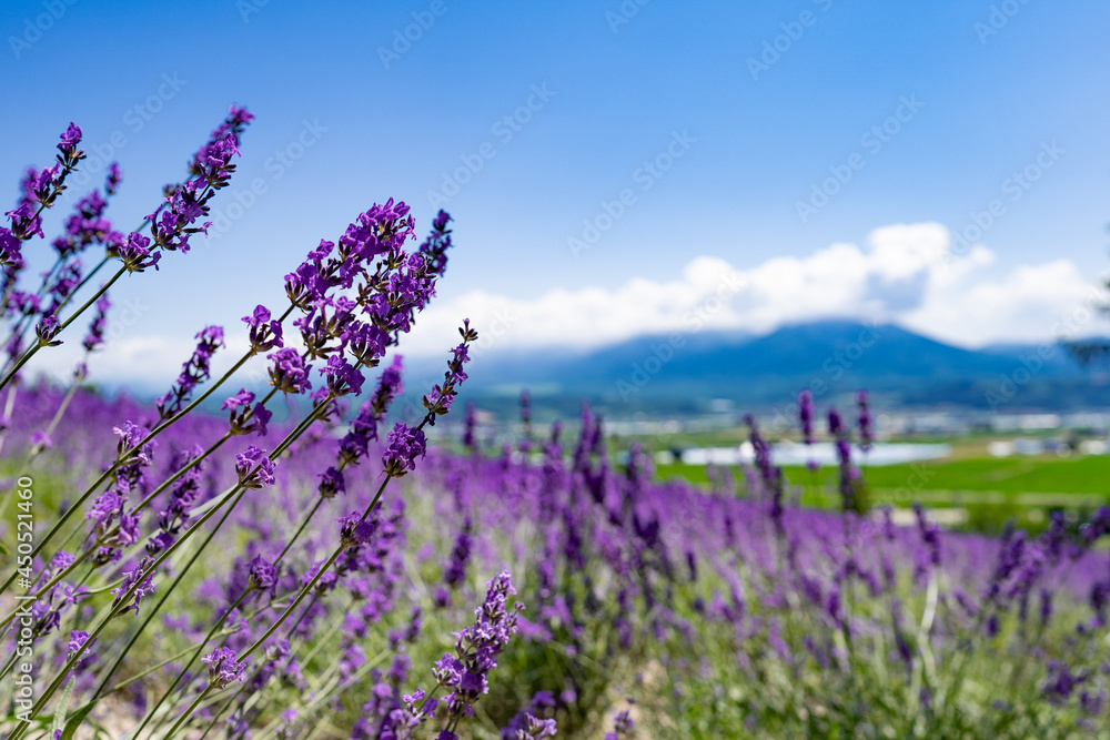 Naklejka premium ラベンダー