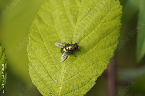 The common green bottle fly (Lucilia sericata) is a blowfly found in most areas of the world and is the most well-known of the numerous green bottle fly species.