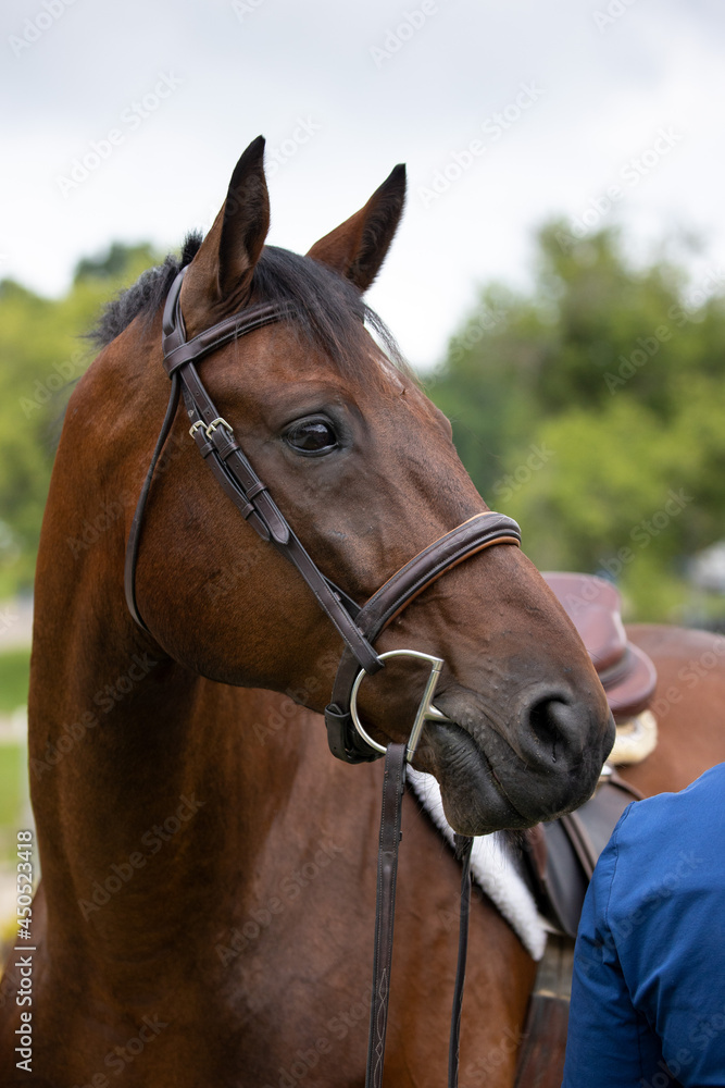 portrait of a horse