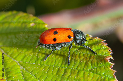 Red leaf beetle eating leaves , crisomelidae photo