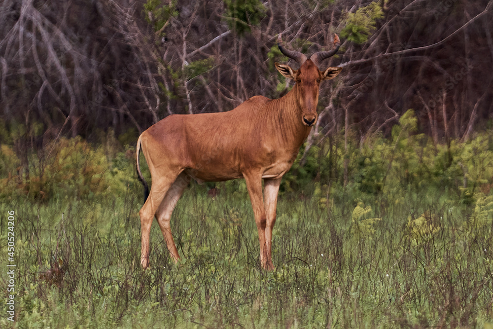 The photo shows one of the fastest and most enduring runners of Antelope Cote's Hartebeest The photo shows one of the fastest and most enduring runners of Antelope Cote's Hartebeest