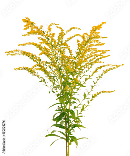Obraz na płótnie Golden Solidago virgaurea flowers isolated on white background