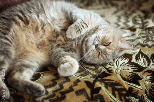Scottish straight-eared cat lying on sofa
