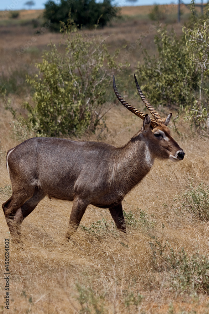 Waterbuck on a walk. Amazing wildlife of Kenya Waterbuck on a walk. Amazing wildlife of Kenya