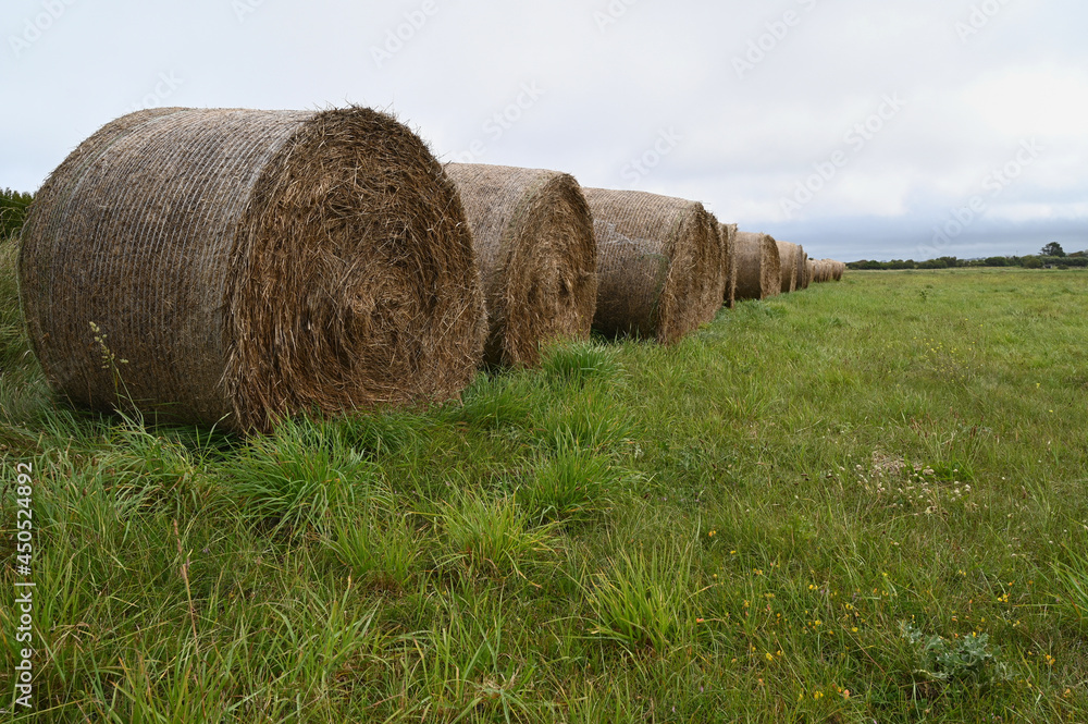 Ballots de paille alignés dans un champ en Bretagne