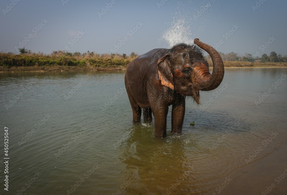 Elephant bathing in the river
