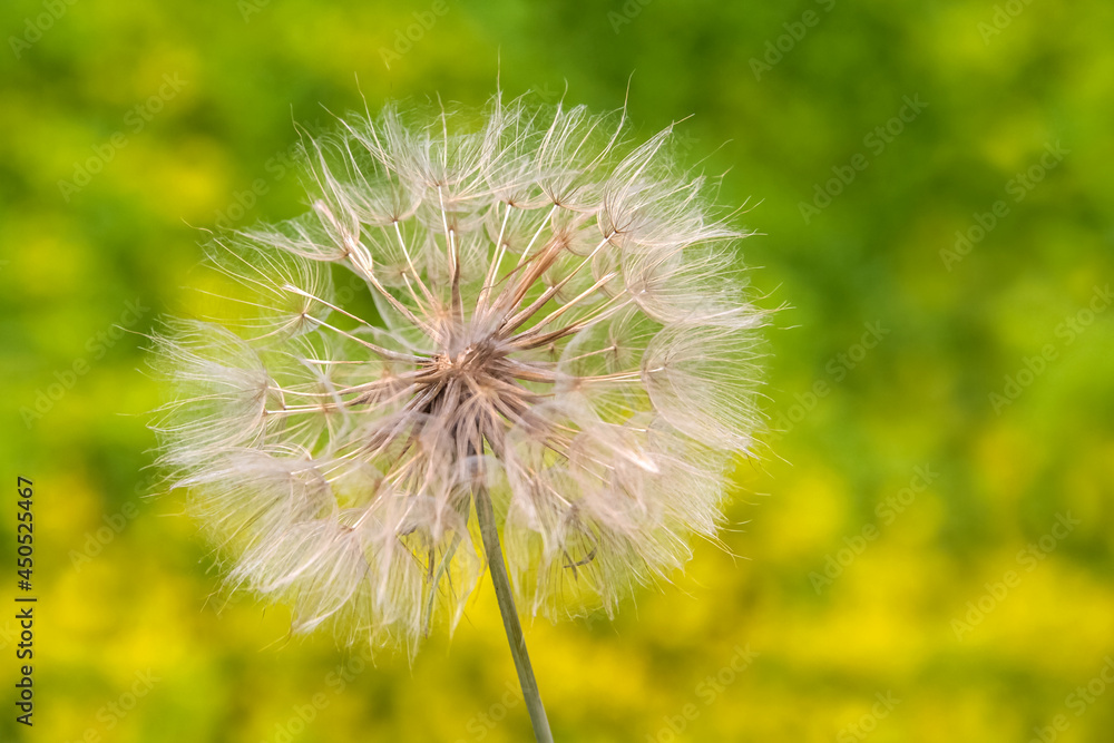 Fototapeta premium Pusteblume - taraxacum officinale - Blüte mit Samen