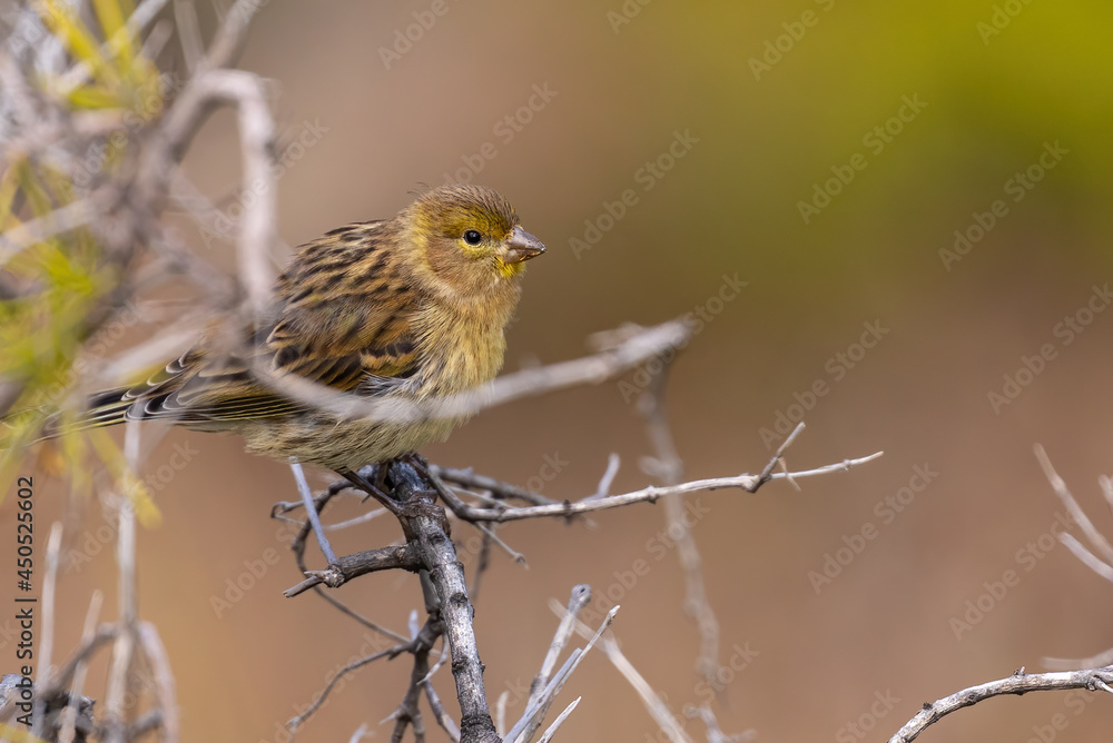 Atlantic canary (canary islands) Atlantic canary (canary islands)