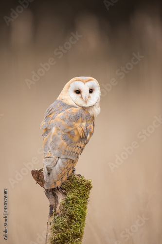 Barn owl (Tyto alba) perching on a tree stump, soft-focus golden grassland in background