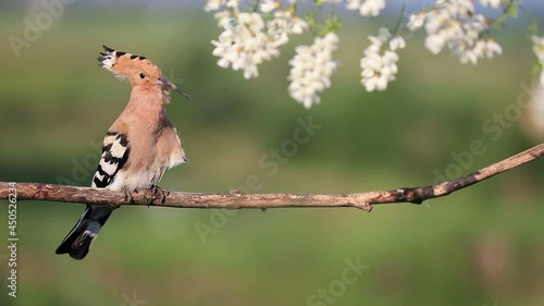 hoopoe beautiful wild bird singing on a blossoming tree