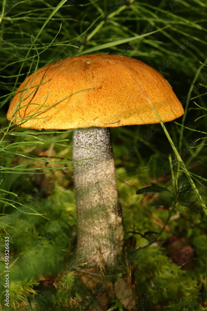 mushroom in the forest mushroom in the forest