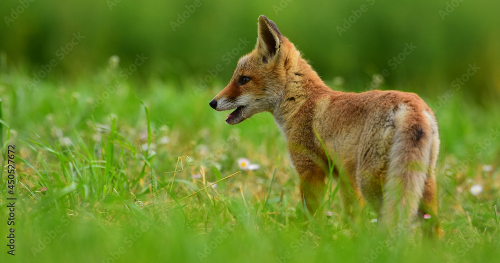 Fototapeta premium Młody Lis Rudy na łące 