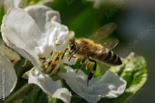 Biene, Hummel, Blüten bestäuben
