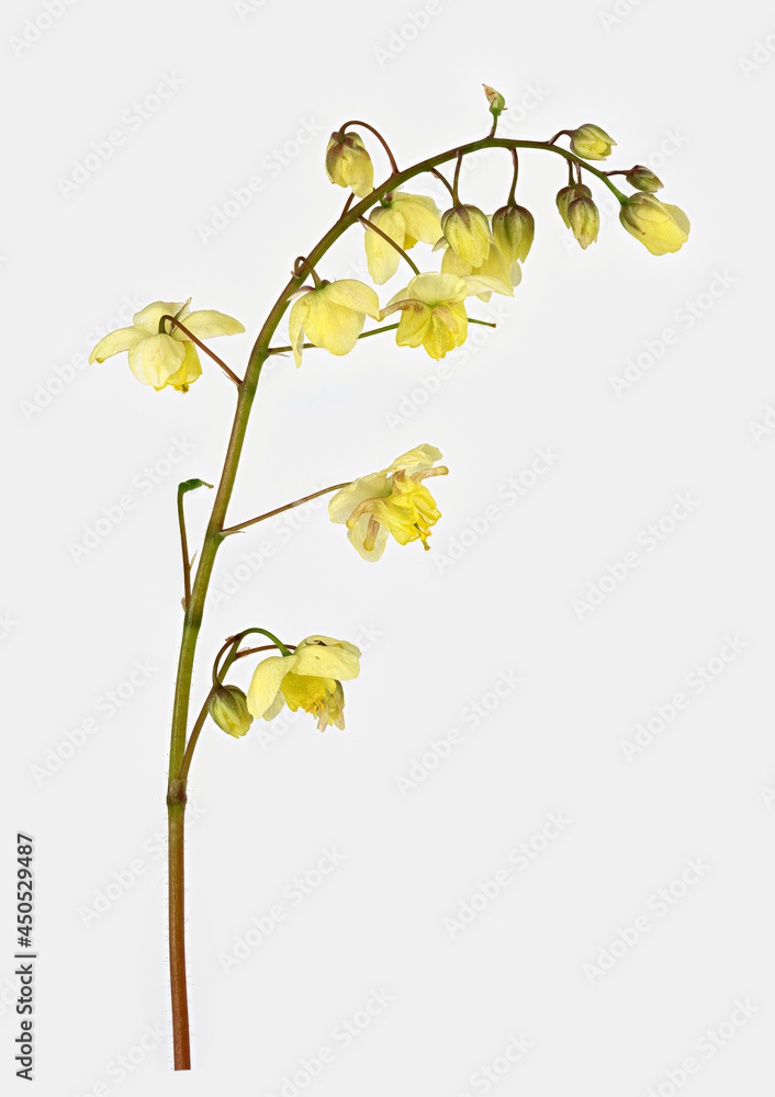 Schwefelfarbige Elfenblume (Epimedium x versicolor Sulphureum), Blüte, Deutschland Schwefelfarbige Elfenblume (Epimedium x versicolor Sulphureum), Blüte, Deutschland