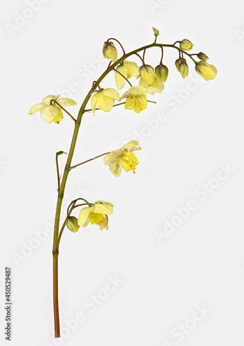 Schwefelfarbige Elfenblume (Epimedium x versicolor Sulphureum), Blüte, Deutschland