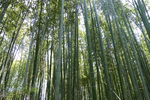 Bamboo Forest  Kyoto  Japan