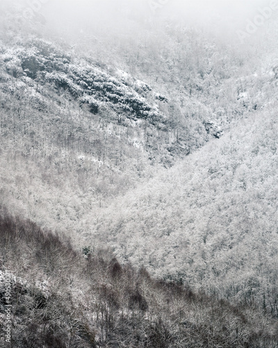 Slopes covered with snowy forests photo
