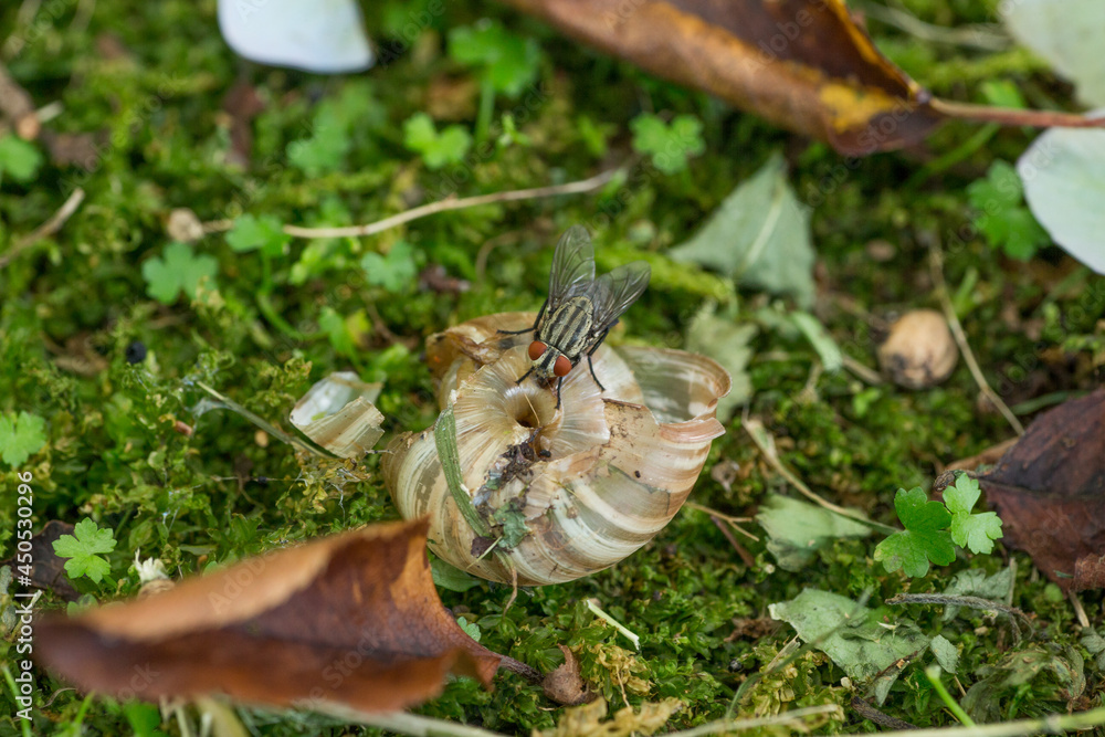 Obraz premium カタツムリにとまるニクバエ