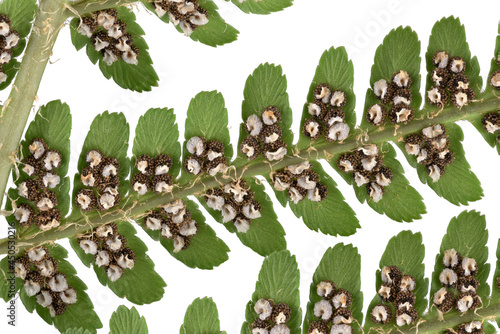 Echter Wurmfarn (Dryopteris filix-mas), Sporenbehälter (Sori), Blatt, Deutschland