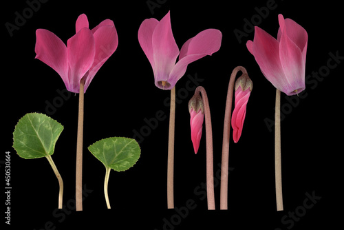 Zimmer-Alpenveilchen (Cyclamen persicum Hybride), Blüte, Knospe, Blatt, Mittelmeerraum, Bildtafel, Deutschland
