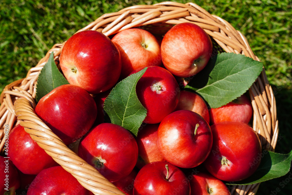 fresh juicy red apples lie in a wicker basket close-up fresh juicy red apples lie in a wicker basket close-up