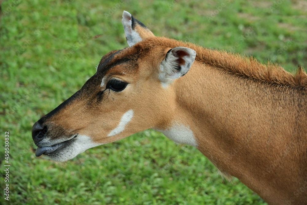 head of Nilgau antelope close-up in profile on green grass background head of Nilgau antelope close-up in profile on green grass background
