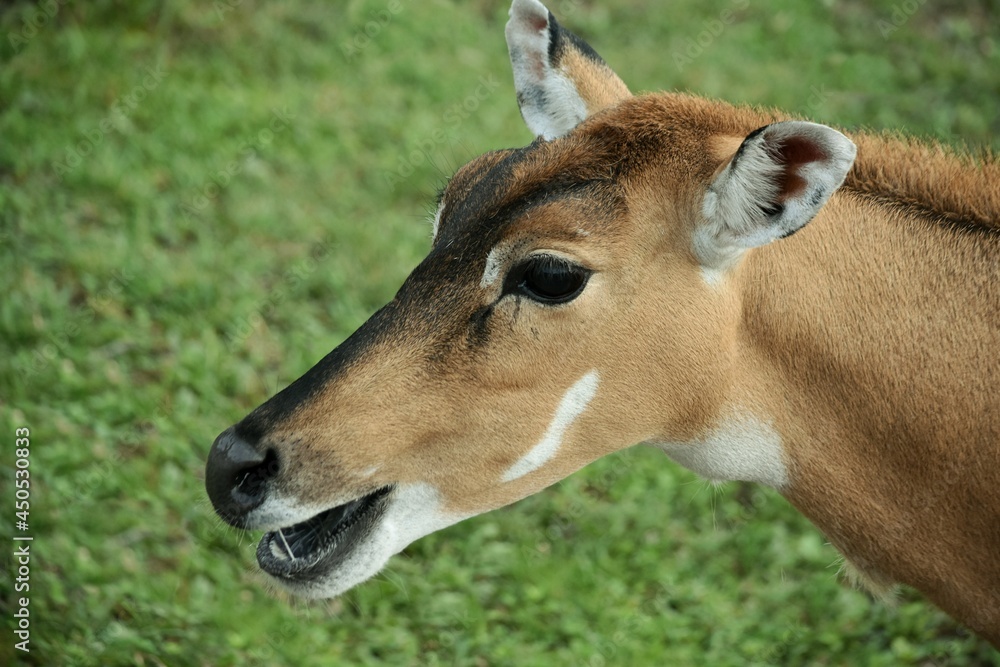 head of Nilgau antelope close-up in profile on green grass background head of Nilgau antelope close-up in profile on green grass background