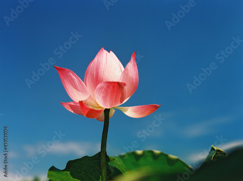 lotus flower