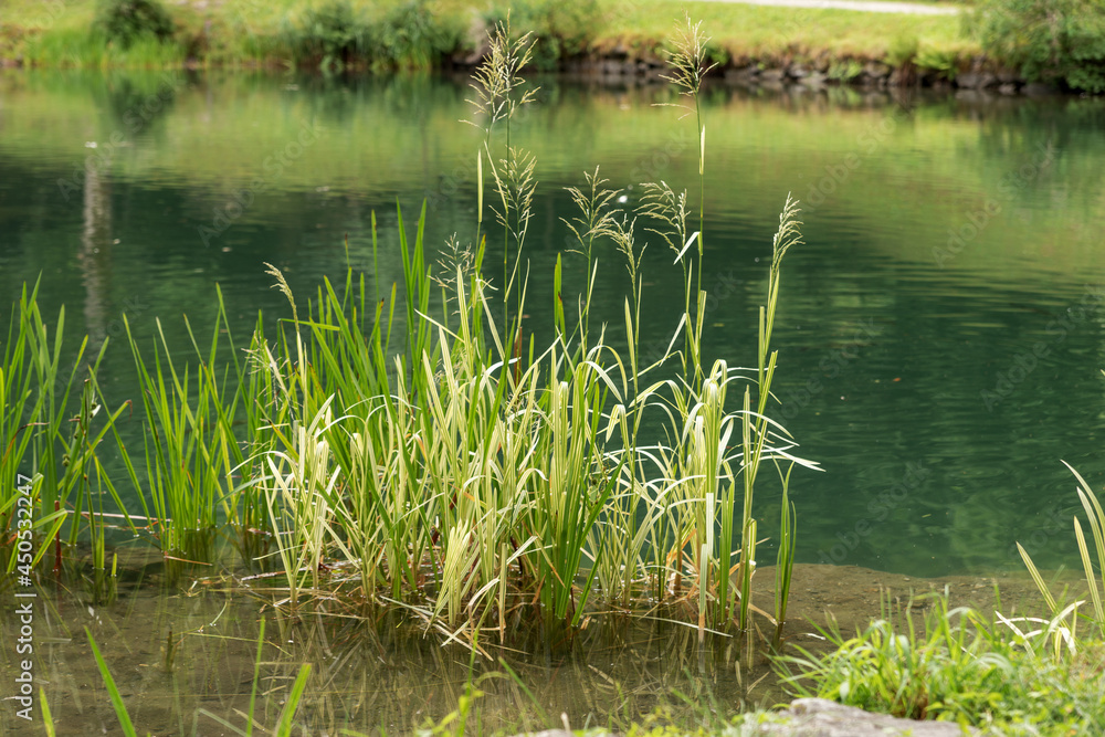 Grass growing out of water. Grass on the shore of the pond. Natural background Grass growing out of water. Grass on the shore of the pond. Natural background