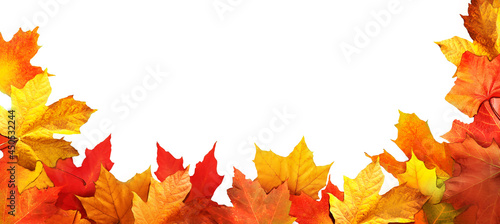 Colorful maple leaves close-up isolated on white background 