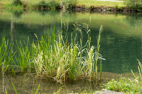 Grass growing out of water. Grass on the shore of the pond. Natural background