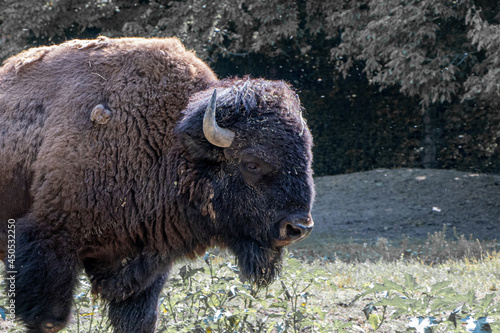 Close up of the head of an American bison