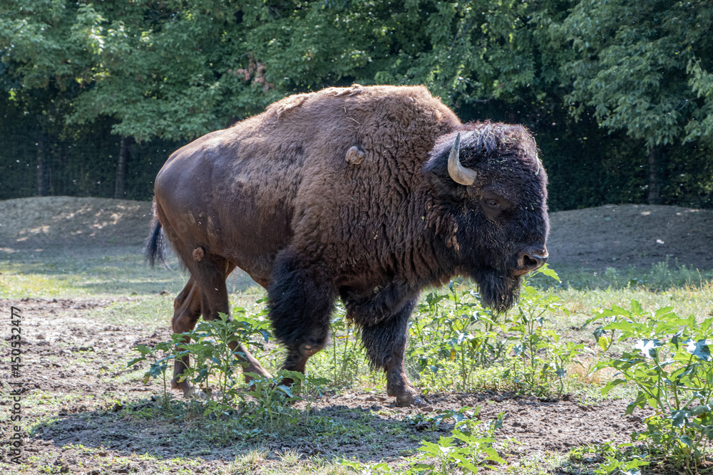 American bison walking and looking for food