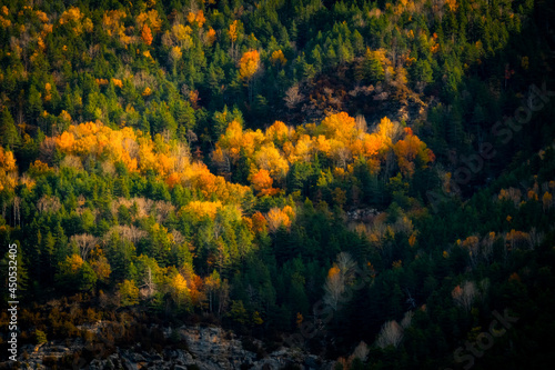 Mountain forest of autumn leaves colorful orange and yellow contrasting orange and yellow on green, Pyrenees, National Park.
