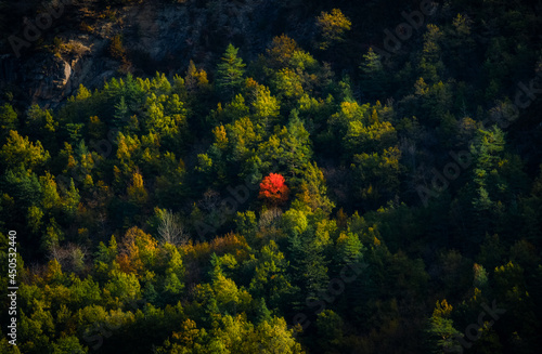 Mountain forest of autumn leaves colorful orange and yellow contrasting orange and yellow on green, Pyrenees, National Park. photo