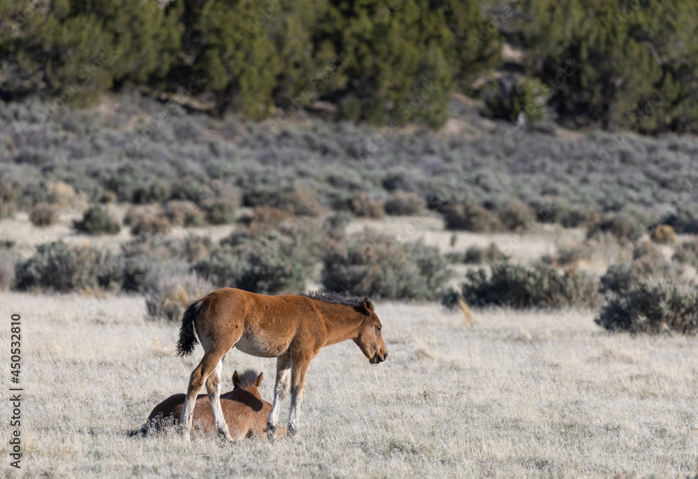 Obraz premium Wild Horse Foal in the Utah Desert