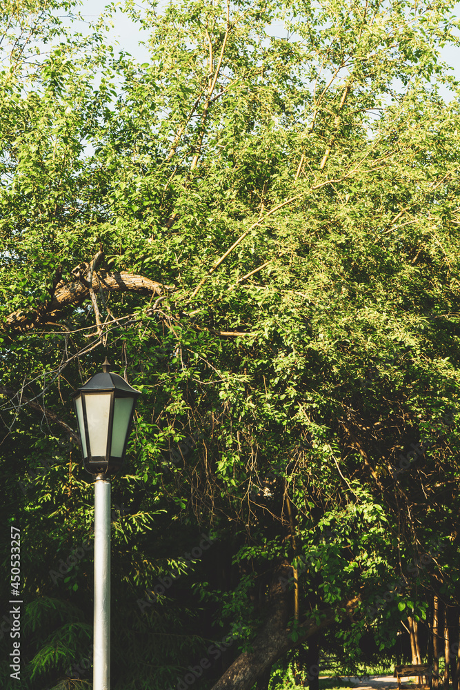 Lantern on the background of the summer forest. Lantern on the background of the summer forest.