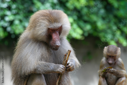 Closeup shot of the hamadryas baboon with the infant. photo