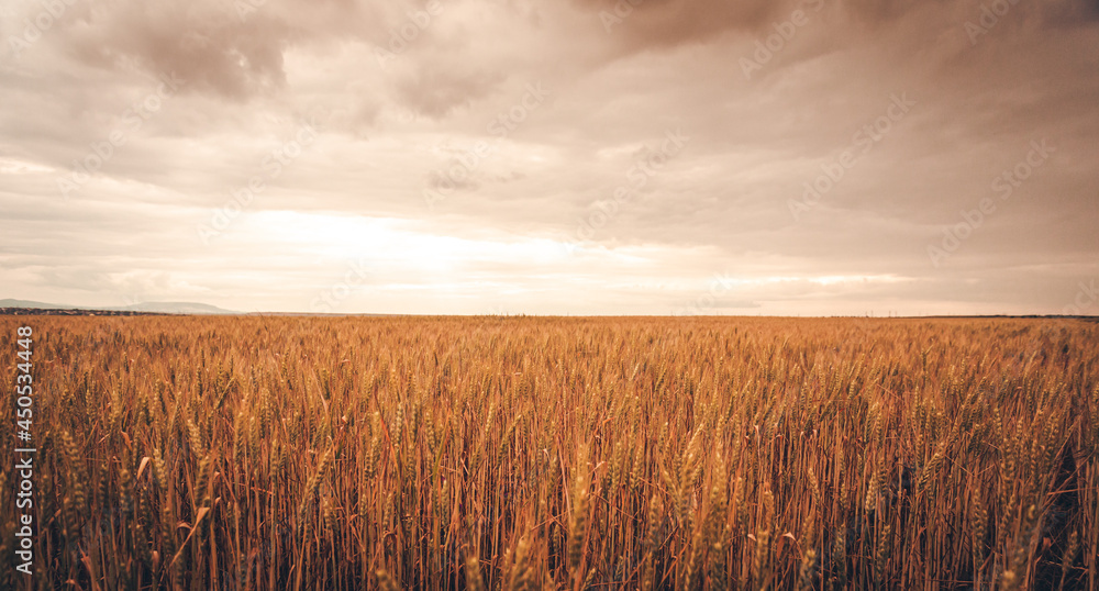 Peaceful rural landscape with a field of ripe wheat before the rain.